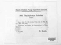Stachybotrys chartarum image